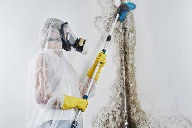 Best Professional Mold Removal  in Vardaman, MS