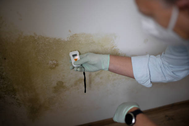 Best Crawl Space Mold Removal  in Vardaman, MS