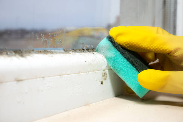 Best Attic Mold Removal  in Vardaman, MS