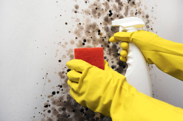 Best Local Mold Removal Service  in Vardaman, MS